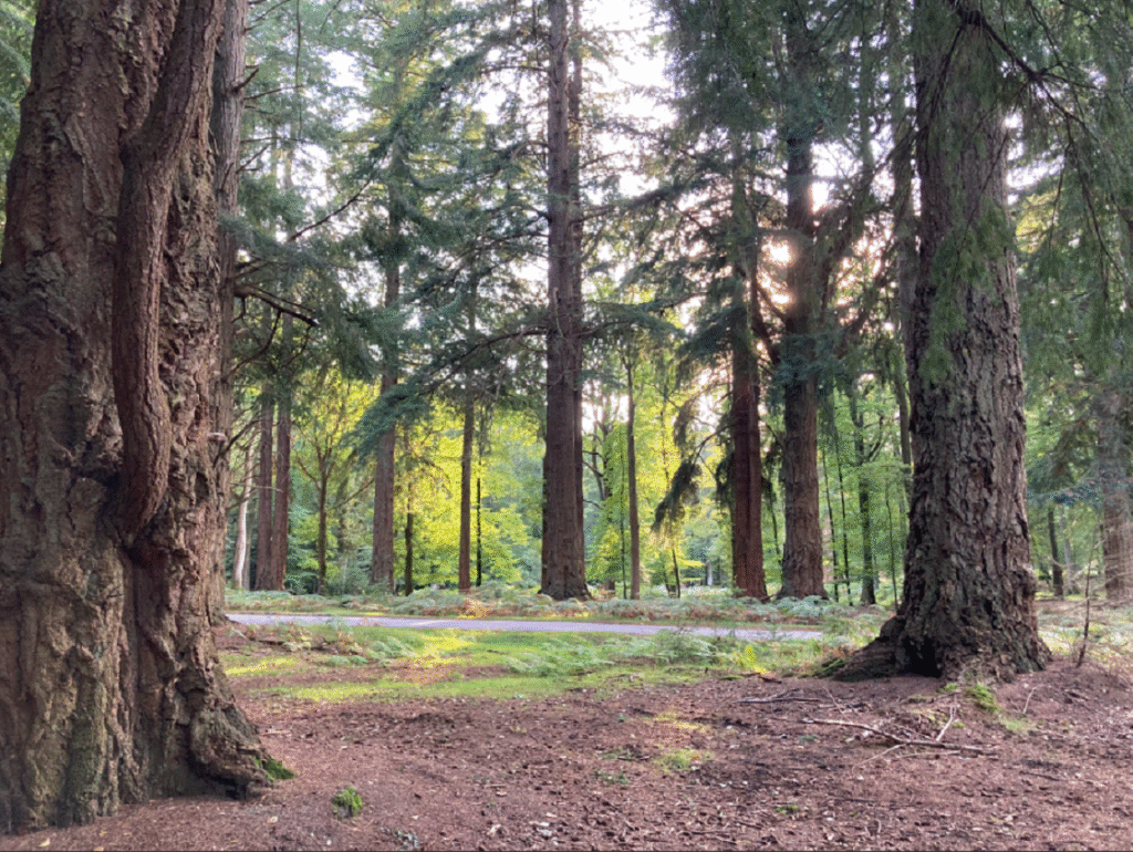 Summer In The Forest